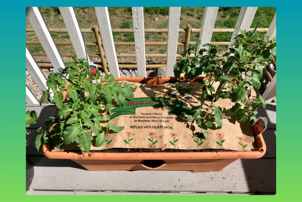 Growing tomatoes on my balcony with self-watering Garden Grow Box.