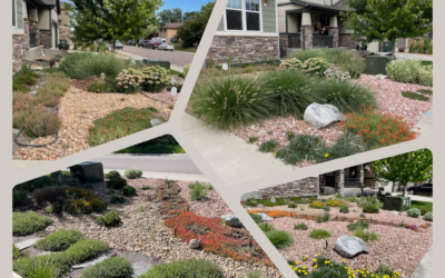 Xeriscape: Create a Beautiful Space, Use Less Water and Save Time on Maintenance