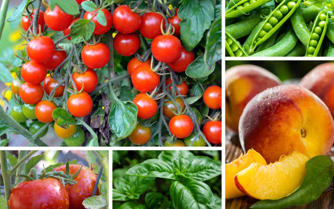 Garden tomatoes, basil green peas and palisade peaches.